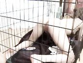 Sex Slave Fucked With A Belt Around Her Neck